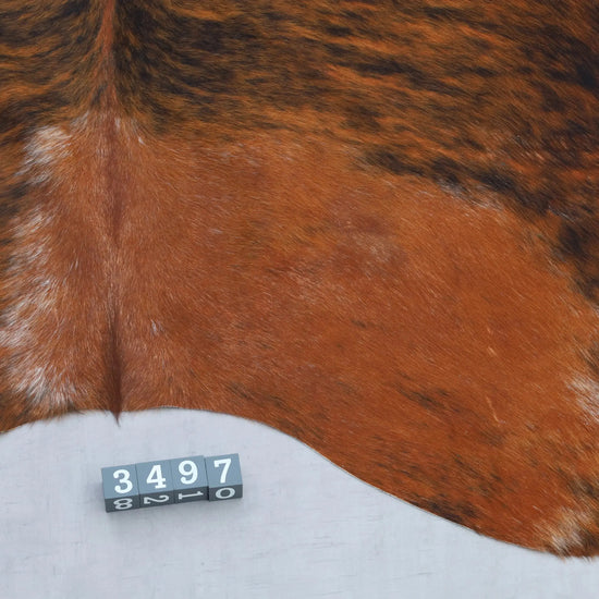 Kuhfell Rot-Braun Schwarz Weiß getigert (3497) 3-4 qm  Gerberei Birke Fellshop: Nahaufnahme Rückenende