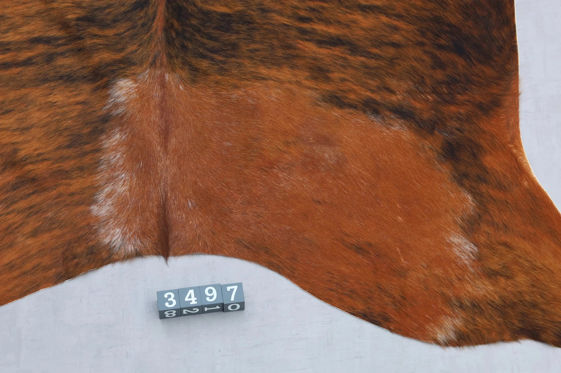 Kuhfell Rot-Braun Schwarz Weiß getigert (3497) 3-4 qm  Gerberei Birke Fellshop: Nahaufnahme Rückenende