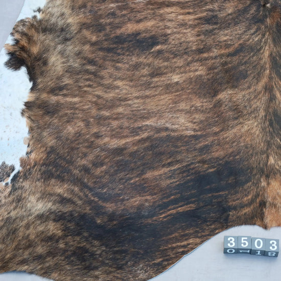 Kuhfell Schwarz Braun Weiß getigert (3503) 3-4 qm  Gerberei Birke Fellshop: Nahaufnahme Rückenende