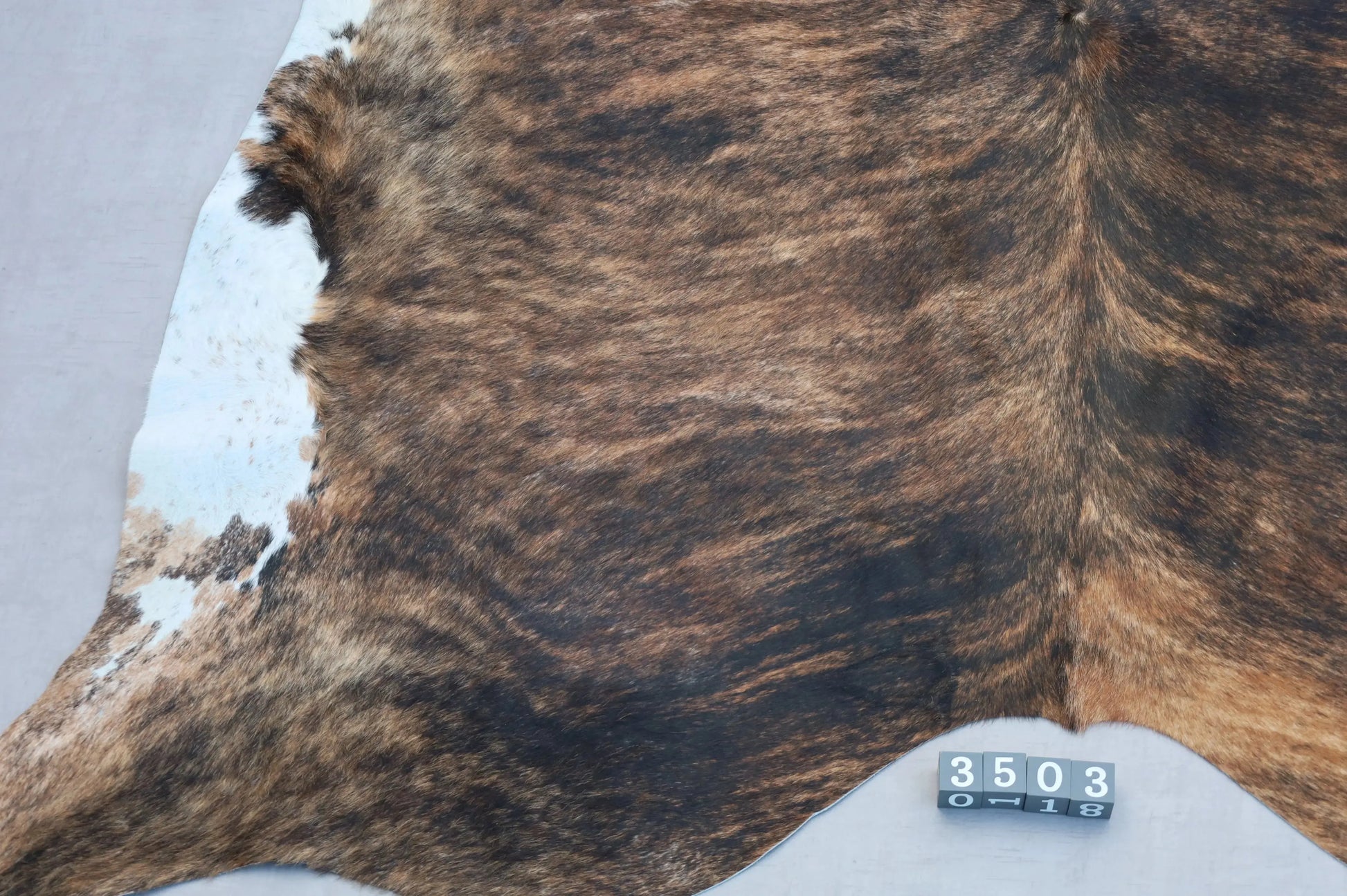 Kuhfell Schwarz Braun Weiß getigert (3503) 3-4 qm  Gerberei Birke Fellshop: Nahaufnahme Rückenende