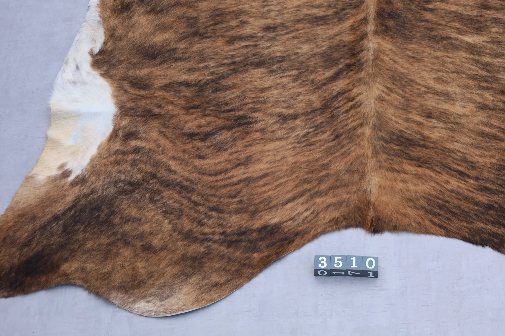Kuhfell Schwarz Braun Weiß getigert (3510) 3-4 qm  Gerberei Birke Fellshop: Nahaufnahme Rückenende