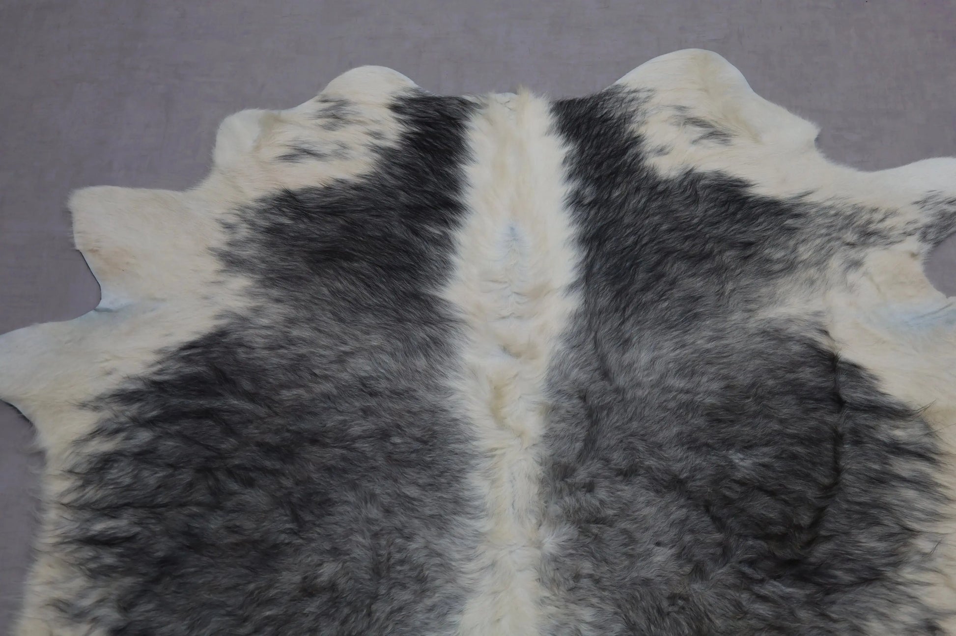 Kuhfell Grau Weiß Gelblich Langhaar (3511) 3-4 qm  Gerberei Birke Fellshop: Nahaufnahme Hals