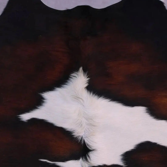 Kuhfell Schwarz Weiß Braun mit gelbstich (3596) 3-4 qm  Gerberei Birke Fellshop: Nahaufnahme Hals