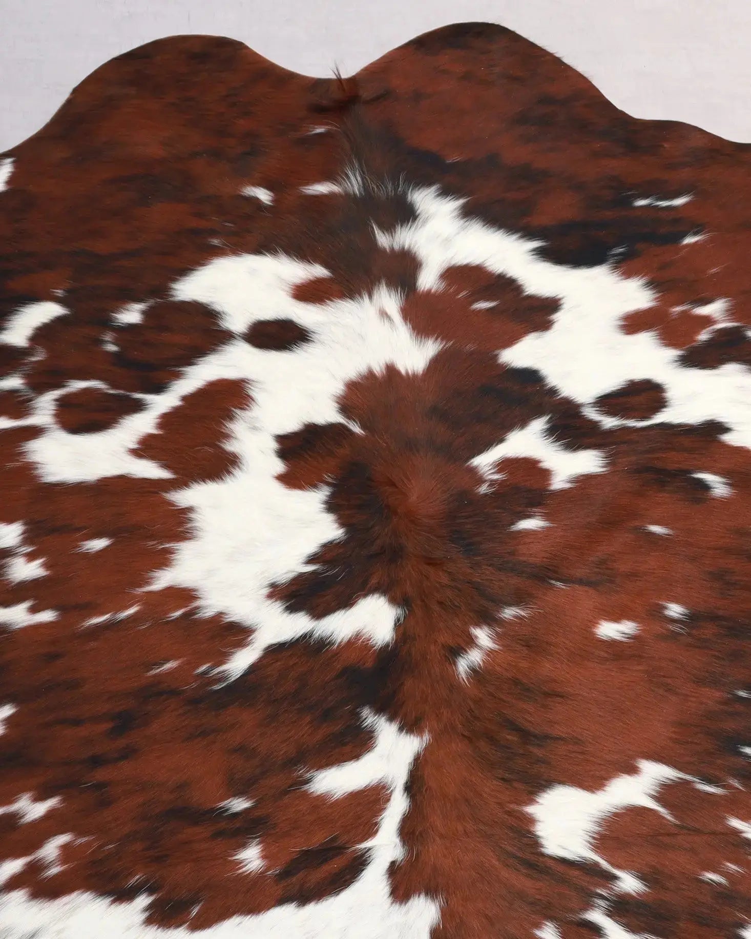Kuhfell Schwarz Weiß Braun Normandie (3601) 3-4 qm  Gerberei Birke Fellshop: Nahaufnahme Hals