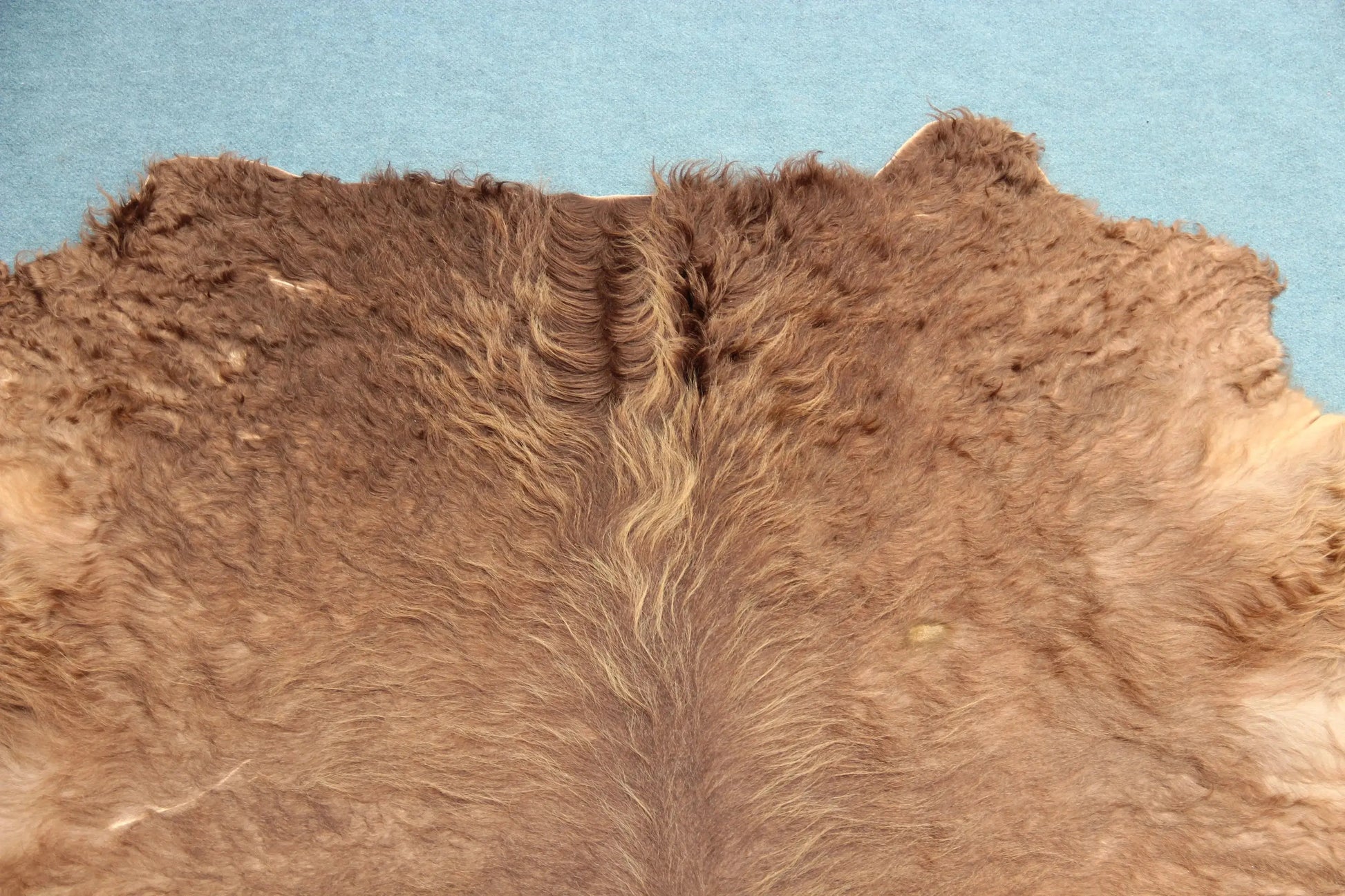 Kuhfell Braun (4181) XXL 4-5 qm  Gerberei Birke Fellshop: Nahaufnahme Hals