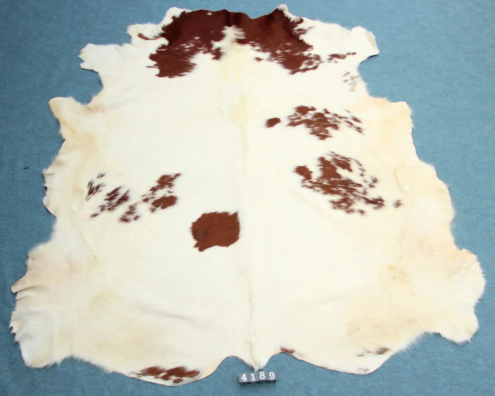 Kuhfell Rot Weiß (4189) XXL 4-5 qm  Gerberei Birke Fellshop: Gesamtaufnahme