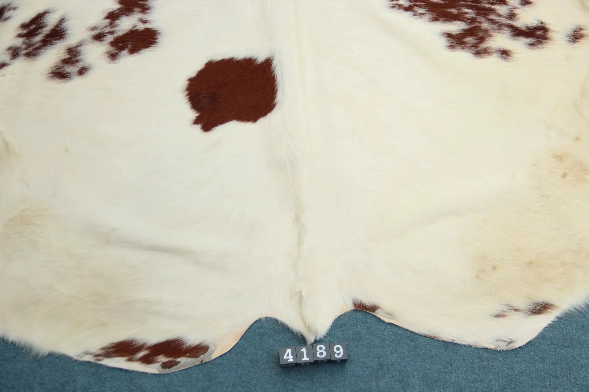Kuhfell Rot Weiß (4189) XXL 4-5 qm  Gerberei Birke Fellshop: Nahaufnahme Rückenende