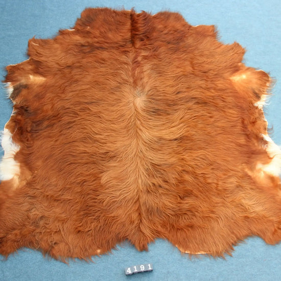 Kuhfell Rot Weiß (4191) XXL 4-5 qm  Gerberei Birke Fellshop: Gesamtaufnahme