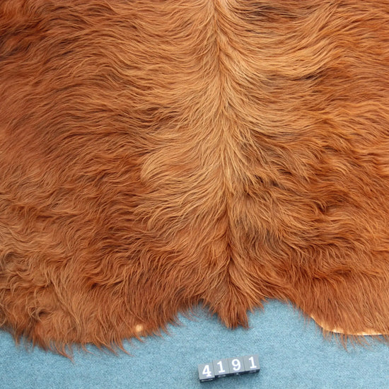 Kuhfell Rot Weiß (4191) XXL 4-5 qm  Gerberei Birke Fellshop: Nahaufnahme Rückenende