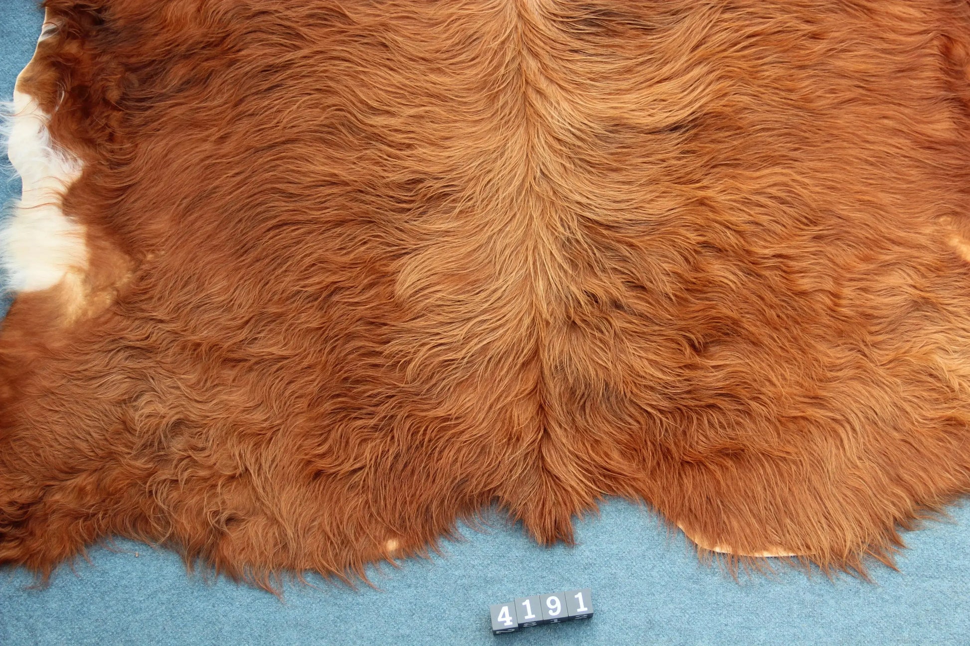 Kuhfell Rot Weiß (4191) XXL 4-5 qm  Gerberei Birke Fellshop: Nahaufnahme Rückenende