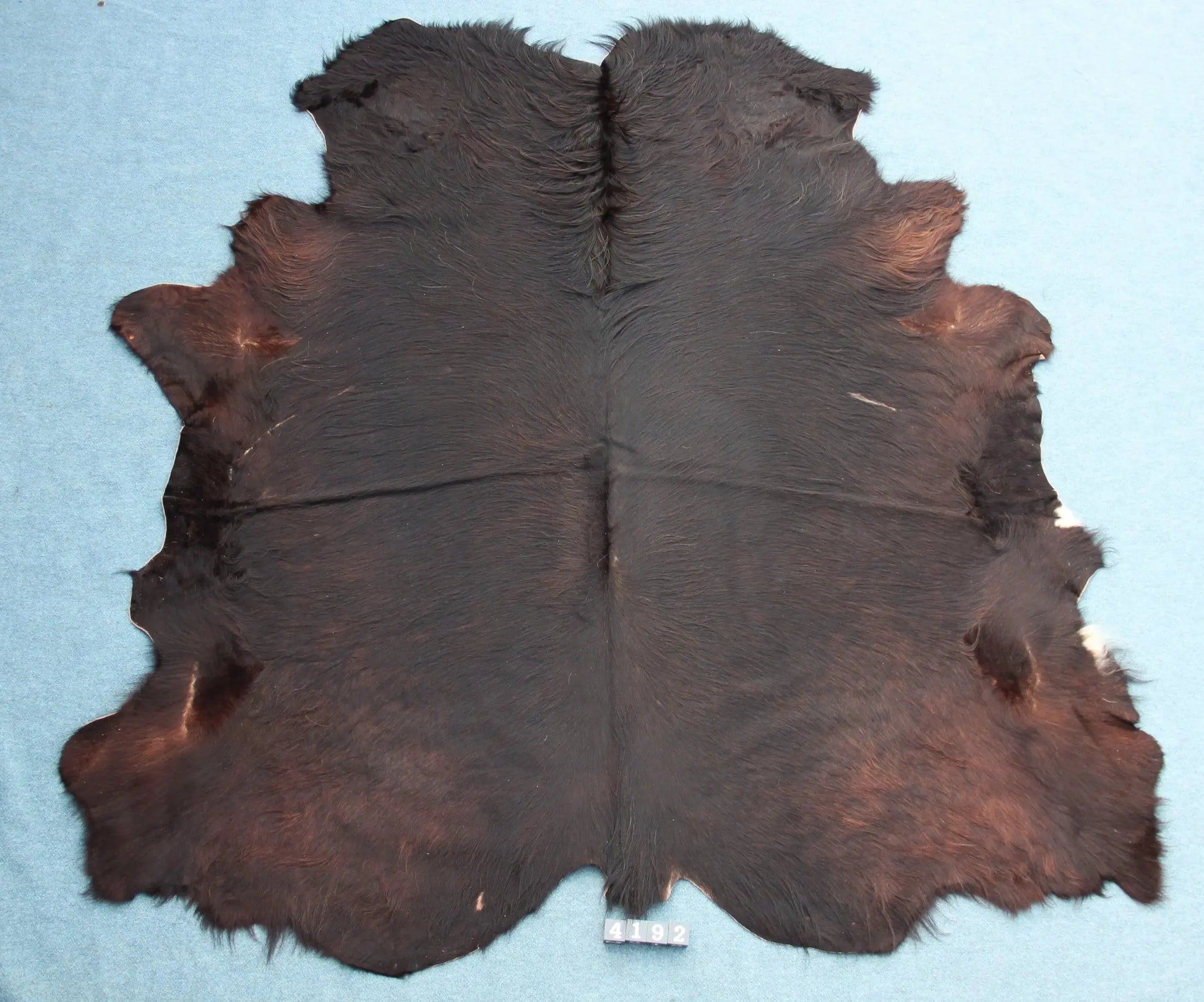 Kuhfell Schwarz Braun (4192) XXL 4-5 qm  Gerberei Birke Fellshop: Gesamtaufnahme