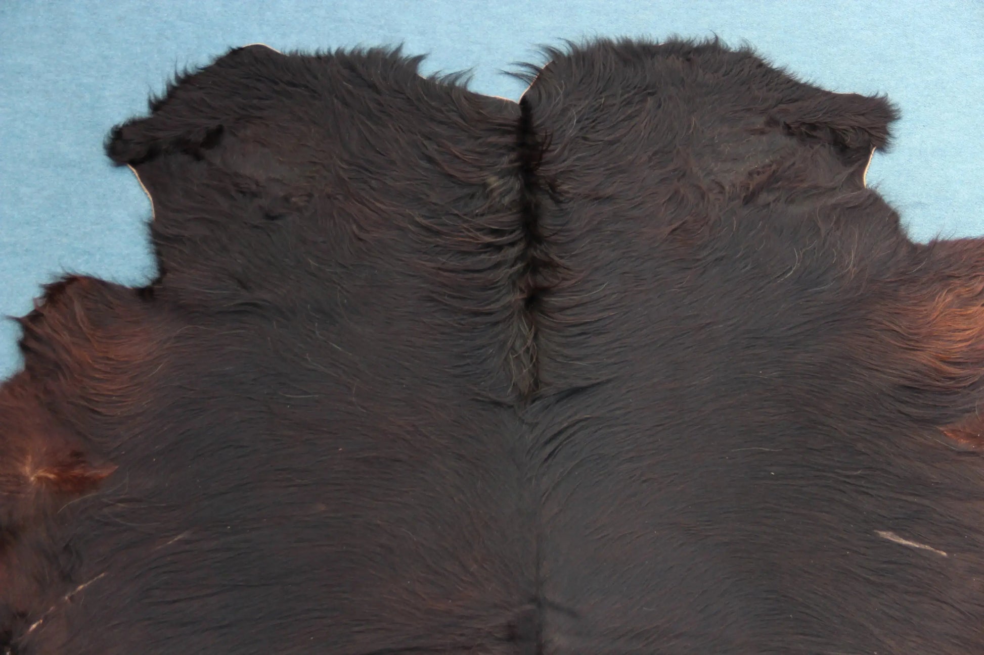 Kuhfell Schwarz Braun (4192) XXL 4-5 qm  Gerberei Birke Fellshop: Nahaufnahme Hals