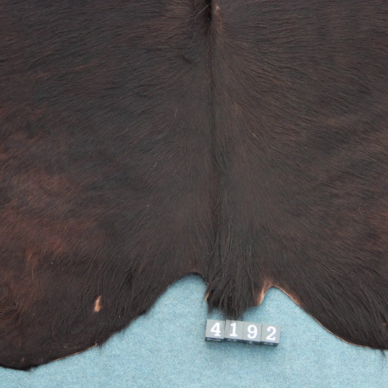 Kuhfell Schwarz Braun (4192) XXL 4-5 qm  Gerberei Birke Fellshop: Nahaufnahme Rückenende