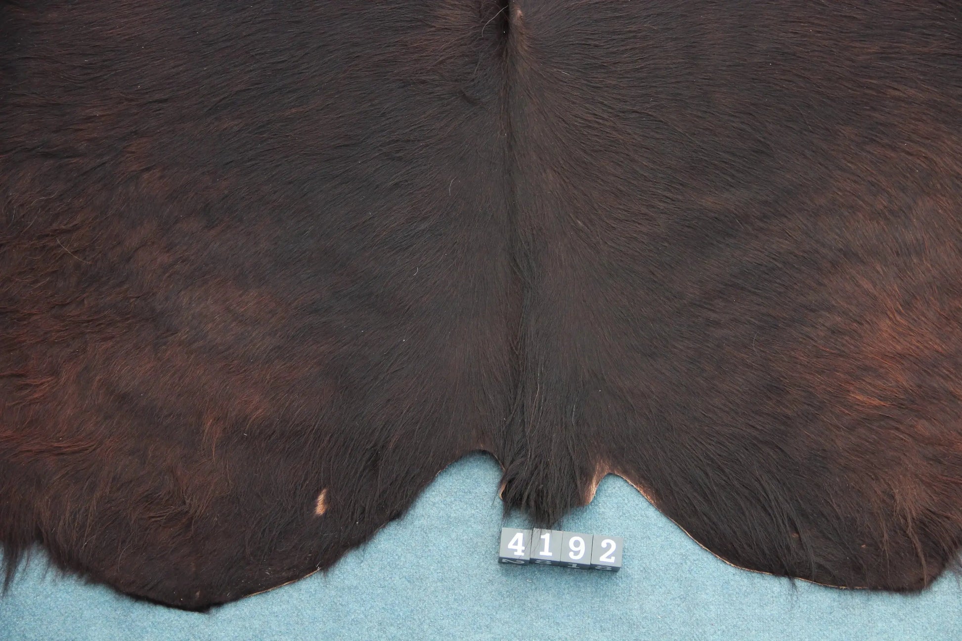 Kuhfell Schwarz Braun (4192) XXL 4-5 qm  Gerberei Birke Fellshop: Nahaufnahme Rückenende