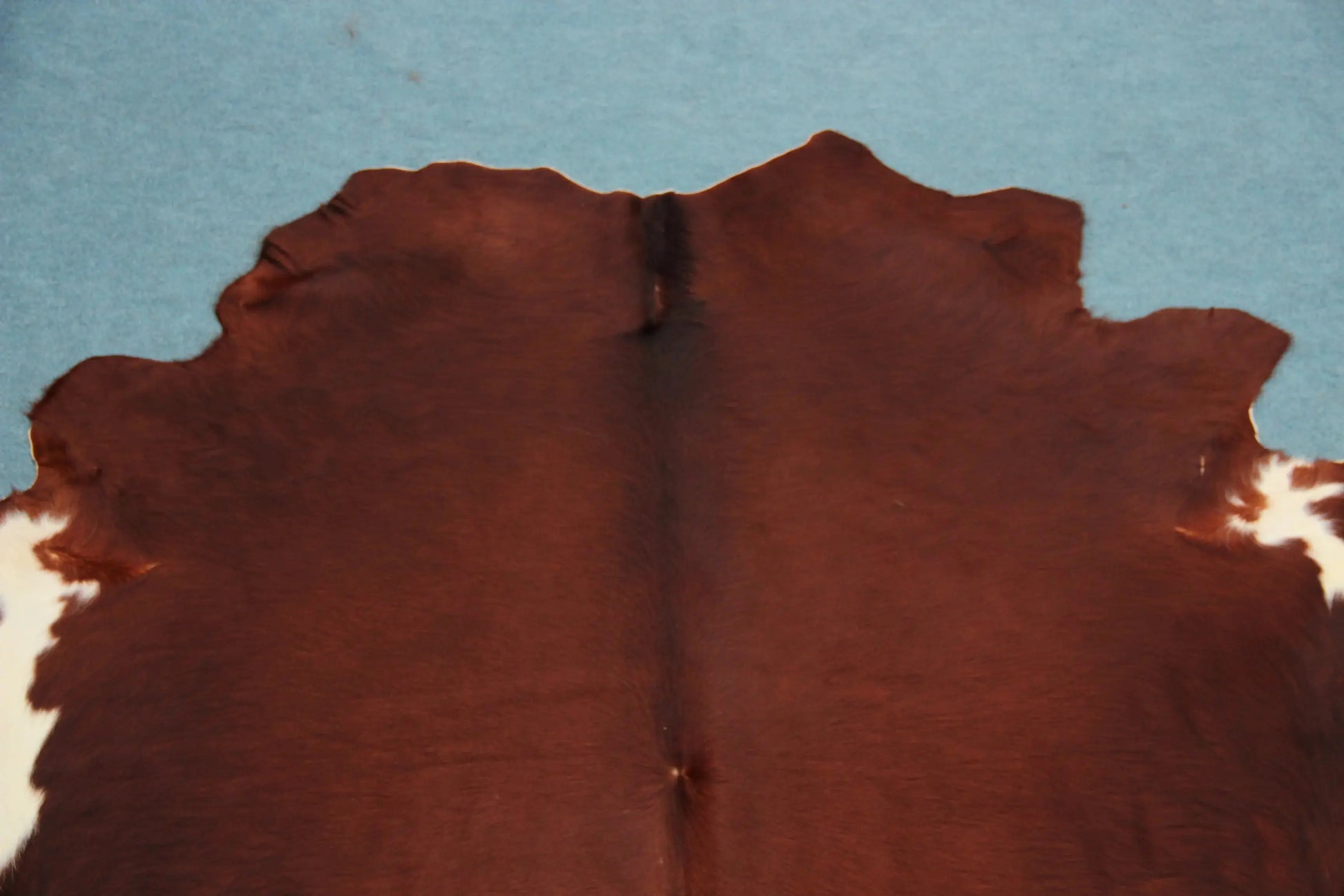 Kuhfell Braun Weiß (4193) XXL 4-5 qm  Gerberei Birke Fellshop: Nahaufnahme Hals