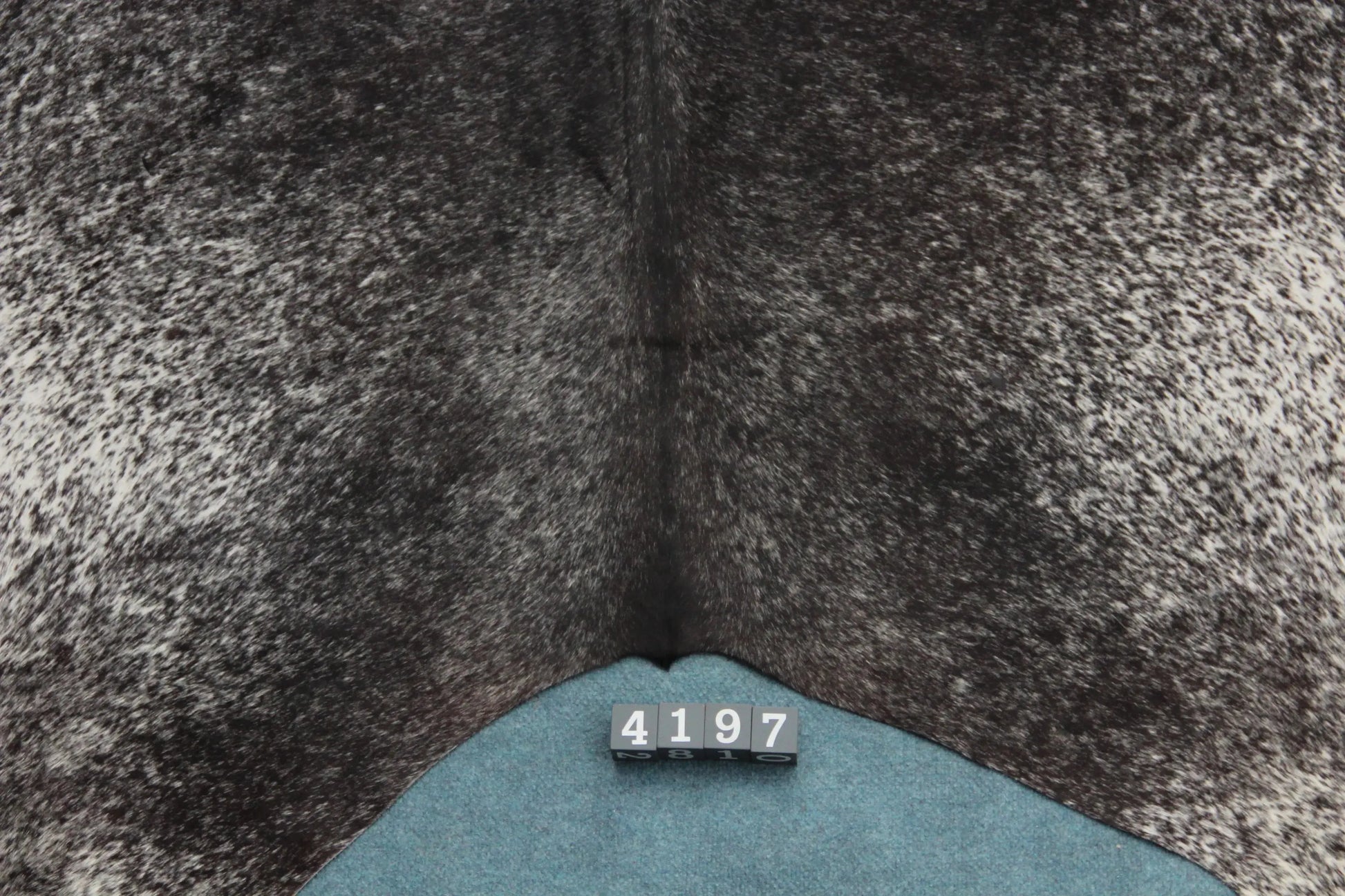 Kuhfell Schwarz Braun Weiß Salz & Pfeffer (4197) XXL 4-5 qm  Gerberei Birke Fellshop: Nahaufnahme Rückenende