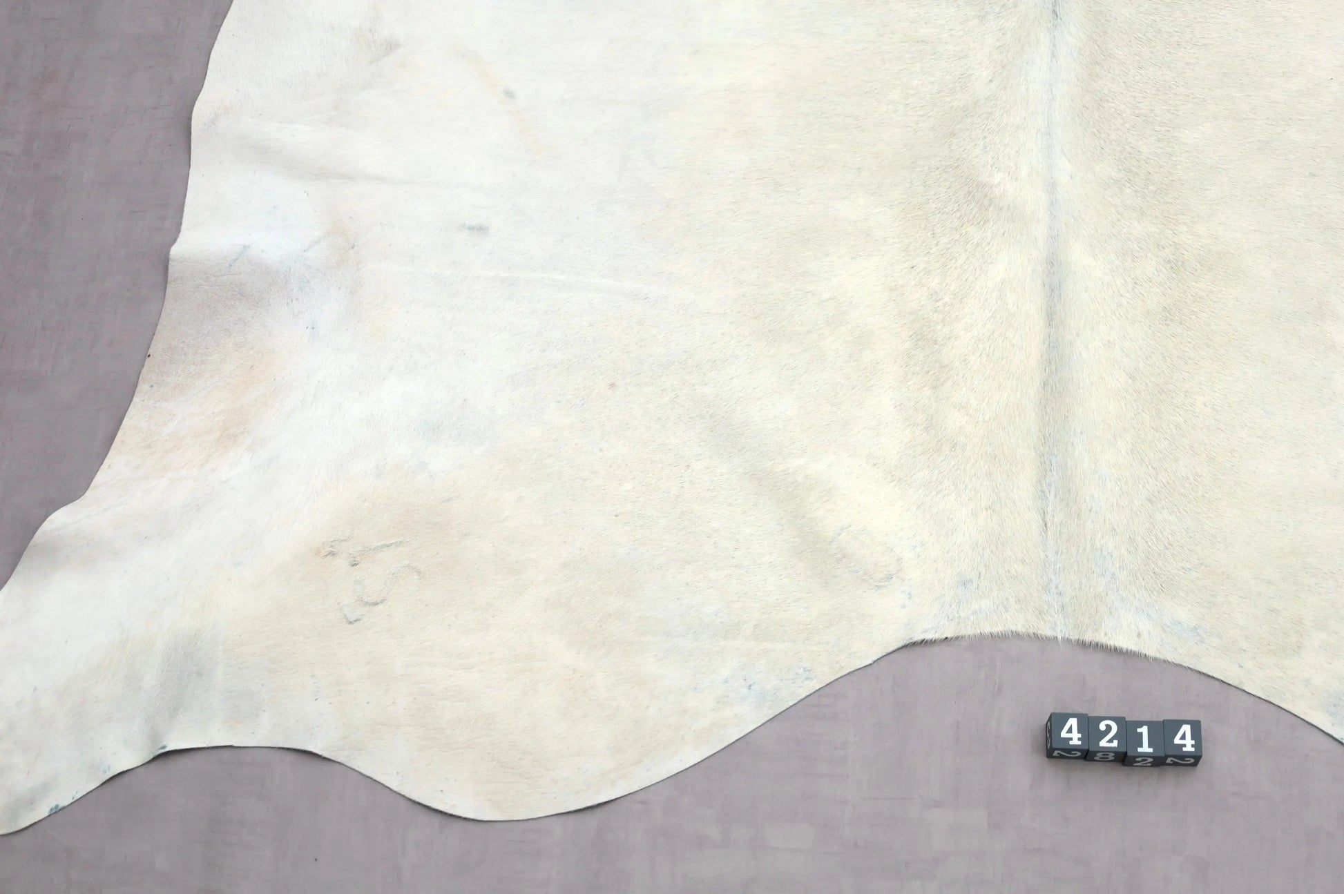 Kuhfell Beige Weiß (4214) XXL 4-5 qm  Gerberei Birke Fellshop: Nahaufnahme Rückenende