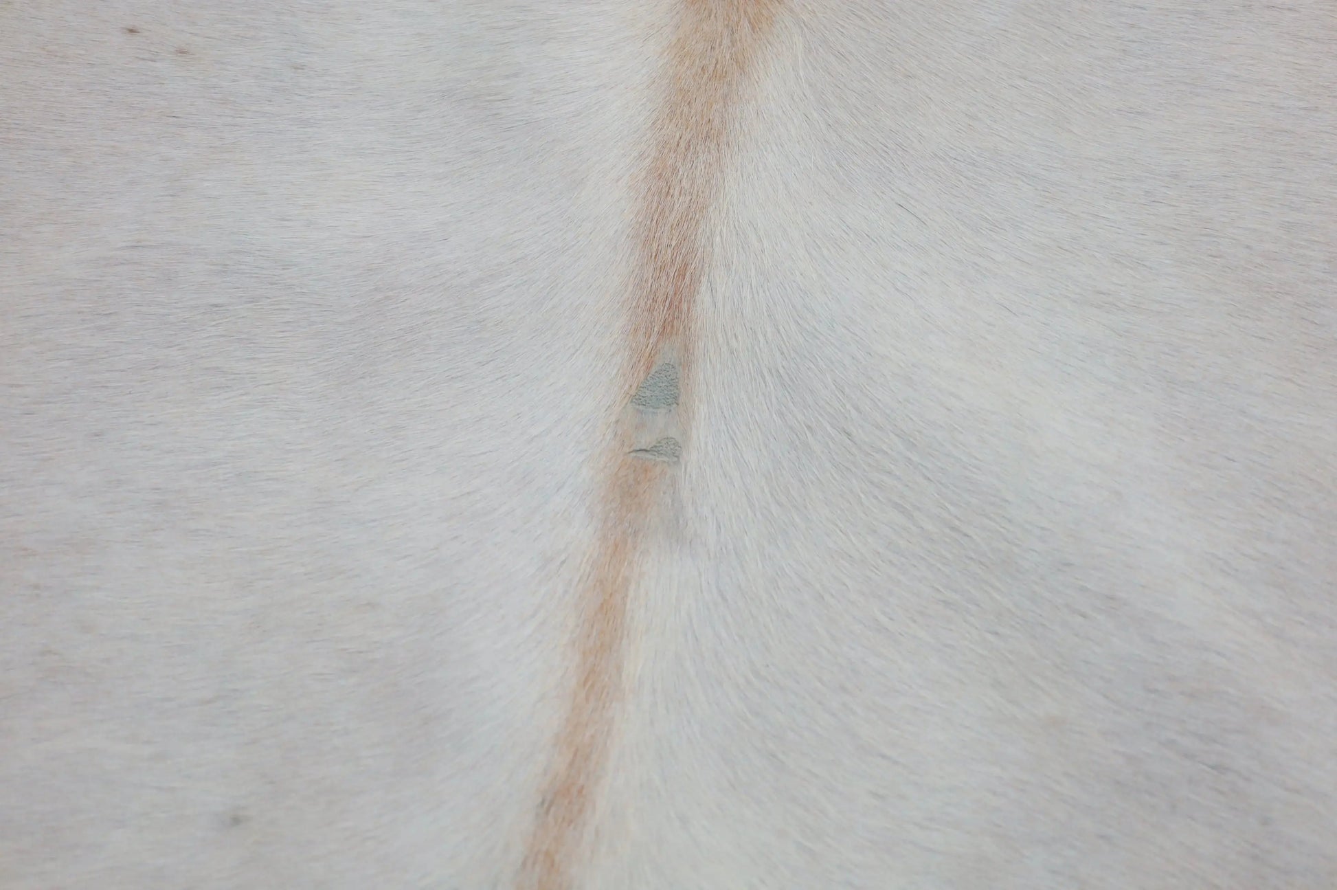 Kuhfell Beige Weiß (4215) XXL 4-5 qm  Gerberei Birke Fellshop: Nahaufnahme Makel