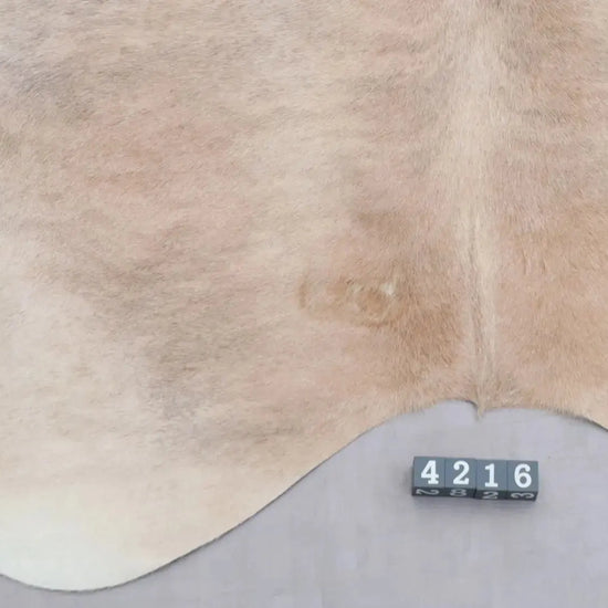 Kuhfell Beige Grau Weiß getigert (4216) XXL 4-5 qm  Gerberei Birke Fellshop: Nahaufnahme Rückenende