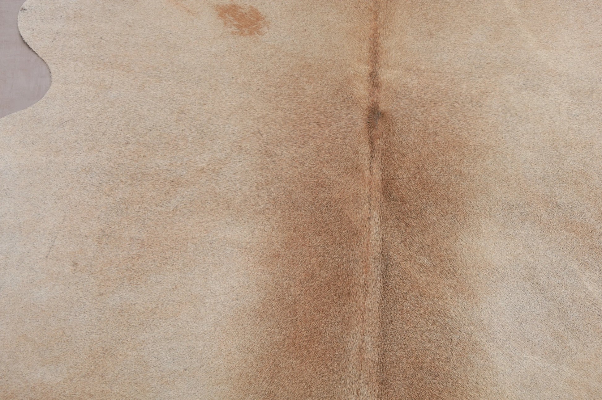 Kuhfell Beige Braun (1472) 1-2 qm Nahaufnahme - Rücken